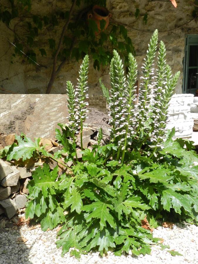 Les Acanthes Lauris Екстериор снимка